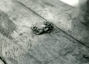 Een mannelijke vroedmeesterpad, met bevruchte eieren op zijn rug, London Zoo, september 1921 door Frederick William Bond